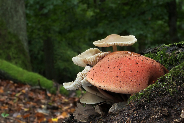 pečeňovec dubový Fistulina hepatica (Schaeff.) With.