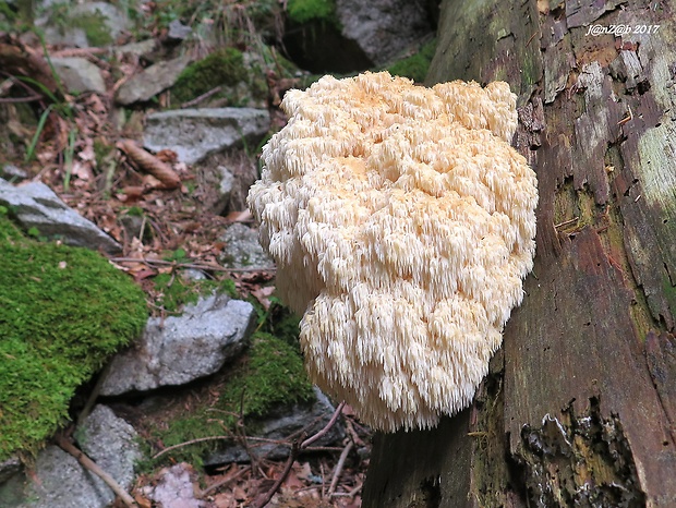 koralovec jedľový Hericium alpestre Pers.