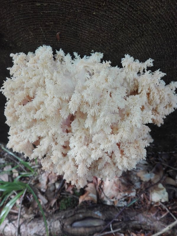 koralovec bukový Hericium coralloides (Scop.) Pers.