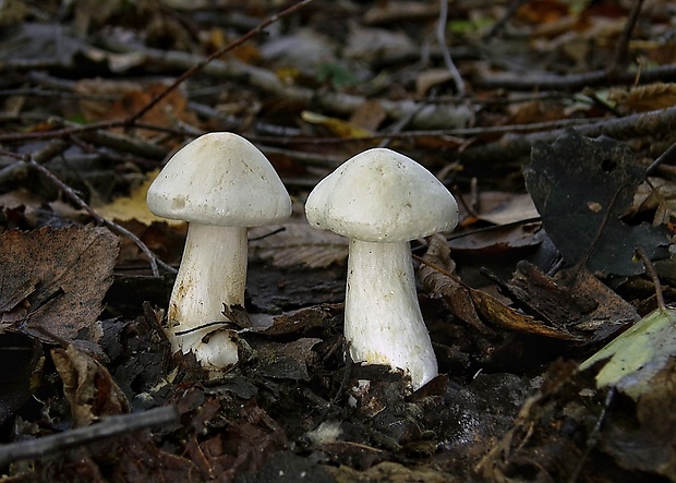 šťavnačka slonovinová Hygrophorus eburneus (Bull.) Fr.