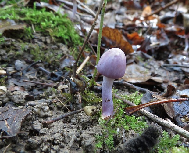 vláknica hlinovolupeňová Inocybe geophylla (Bull.) P. Kumm.