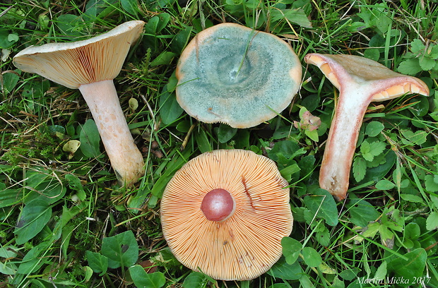 rýdzik oranžovokrvavý Lactarius semisanguifluus R. Heim & Leclair