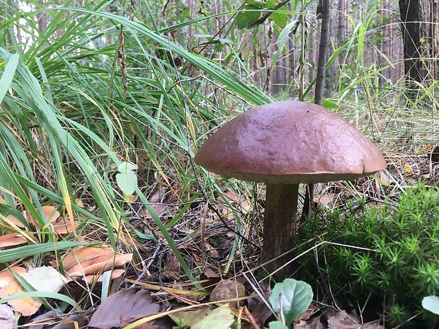 kozák brezový Leccinum scabrum (Bull.) Gray