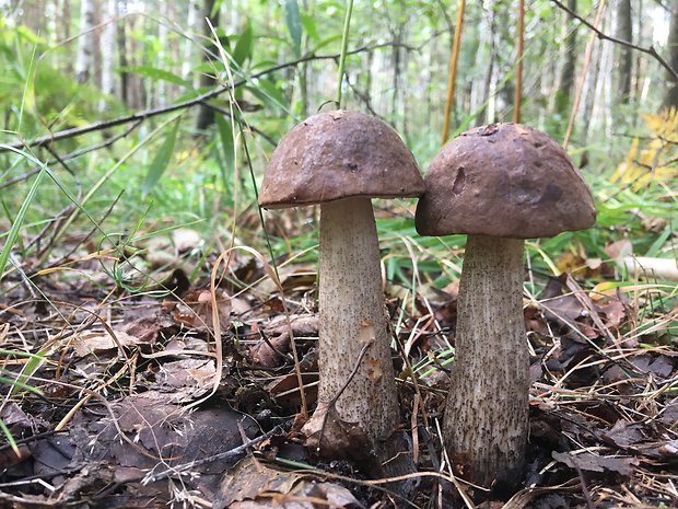 kozák brezový Leccinum scabrum (Bull.) Gray