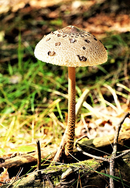 bedľa vysoká Macrolepiota procera (Scop.) Singer