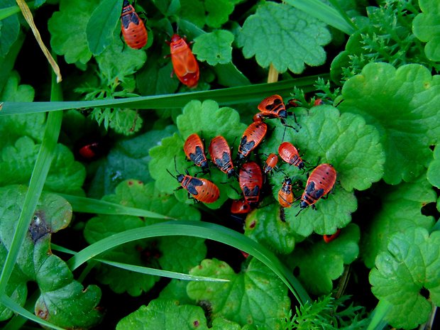 cyfruša bezkrýdla Pyrrhocoris apterus