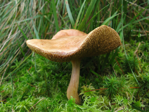 masliak kravský Suillus bovinus (Pers.) Roussel