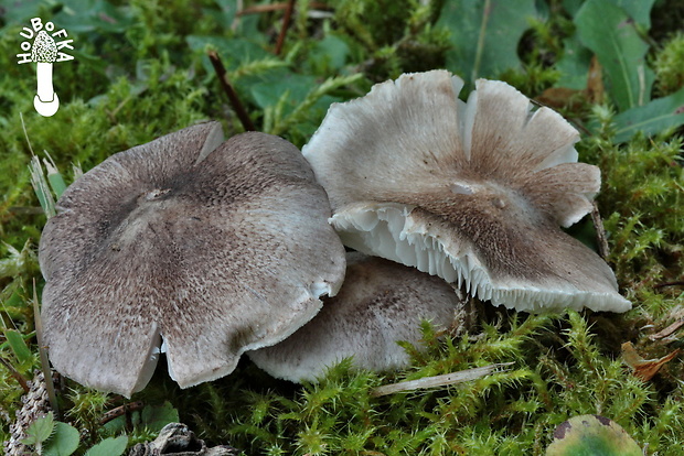 čírovka zemná Tricholoma terreum (Schaeff.) P. Kumm.