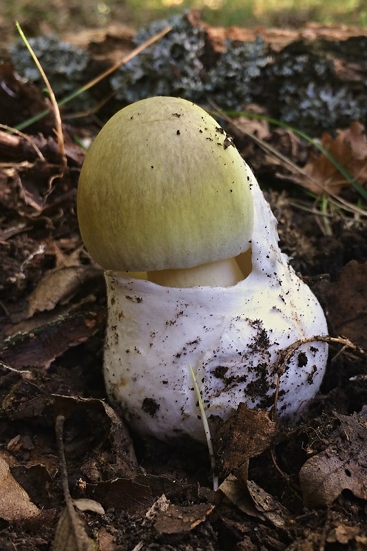 muchotrávka zelená Amanita phalloides (Vaill. ex Fr.) Link