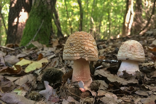 muchotrávka červenkastá Amanita rubescens Pers.