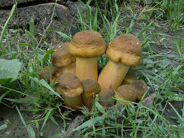 podpňovka žltá Armillaria gallica Marxm. & Romagn.