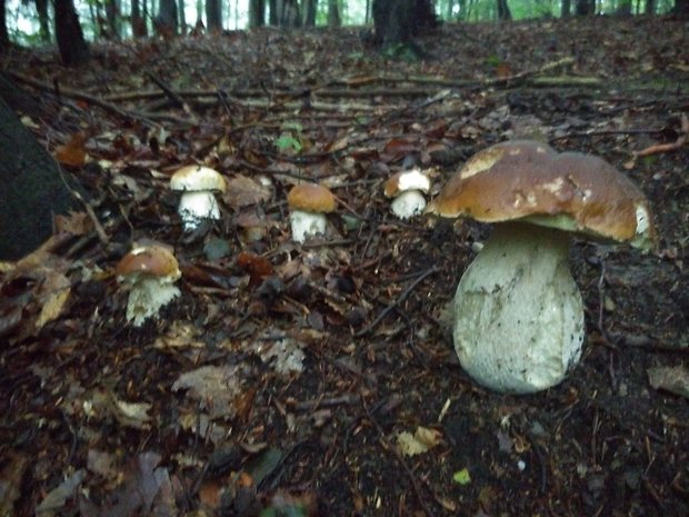 hríb smrekový Boletus edulis Bull.