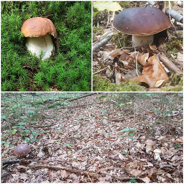 hríb smrekový Boletus edulis Bull.