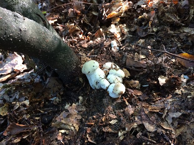 hríb smrekový rodinka ? Boletus edulis Bull.