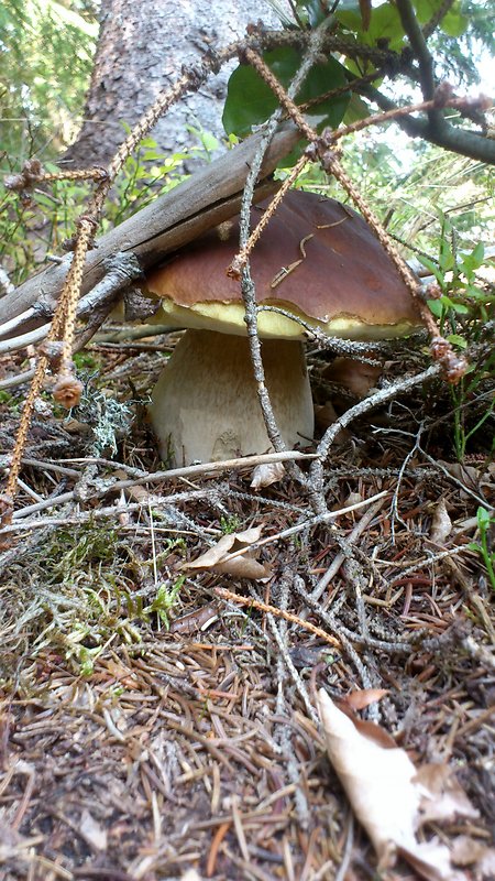 hríb smrekový Boletus edulis Bull.