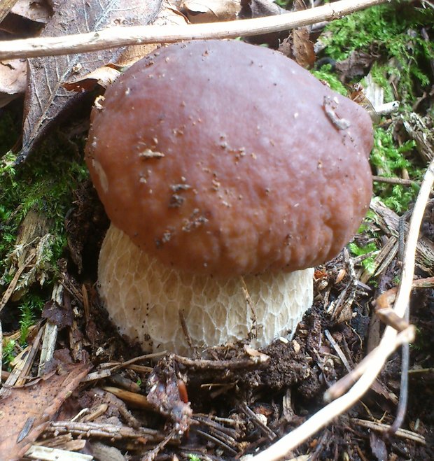 hríb smrekový Boletus edulis Bull.