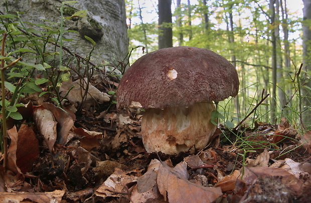 hríb sosnový Boletus pinophilus Pil. et Dermek in Pil.