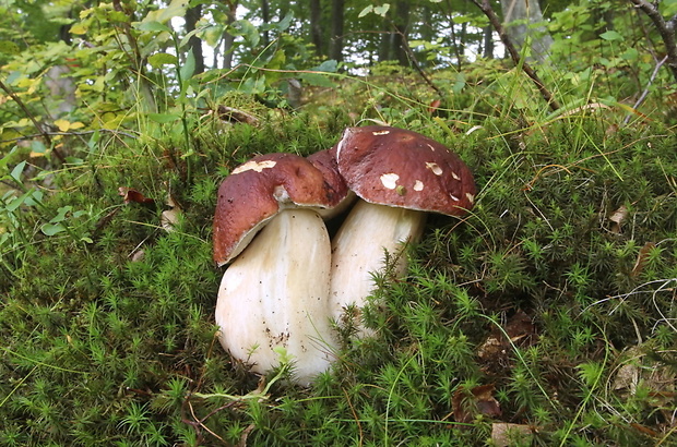 hríb sosnový Boletus pinophilus Pil. et Dermek in Pil.