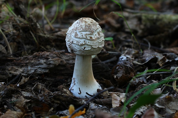 bedľa červenejúca Chlorophyllum rachodes (Vittad.) Vellinga