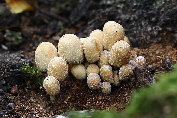 hnojník pocukrený Coprinus saccharinus Romagn.