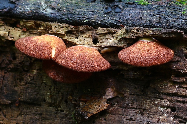 pahliva šafranová Crepidotus crocophyllus (Berk.) Sacc.