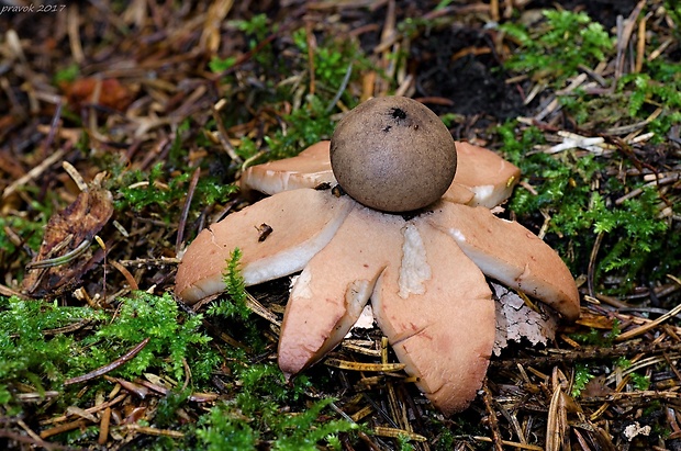 hviezdovka červenkastá Geastrum rufescens Pers.