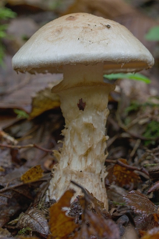 slzivka koreňujúca Hebeloma radicosum (Bull.) Ricken