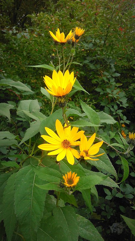 slnecnica hluznata Helianthus tuberosus L.