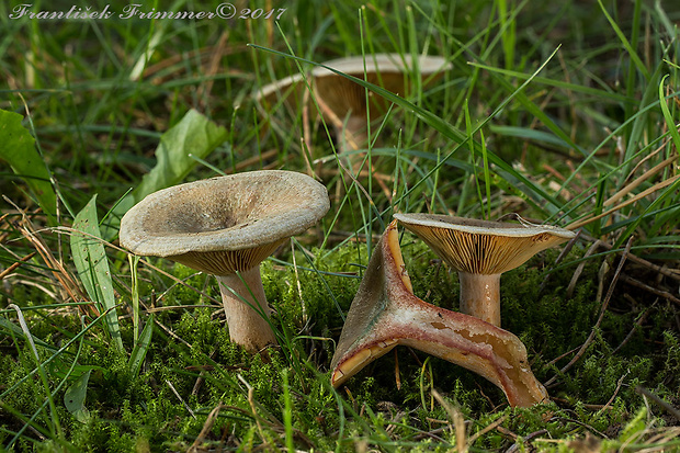 rýdzik oranžovokrvavý Lactarius semisanguifluus R. Heim & Leclair