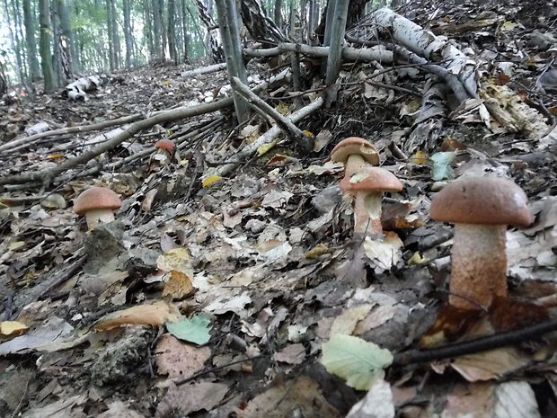 kozák osikový Leccinum albostipitatum den Bakker & Noordel.