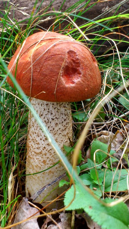 kozák osikový Leccinum albostipitatum den Bakker & Noordel.