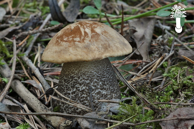 kozák brezový Leccinum scabrum (Bull.) Gray