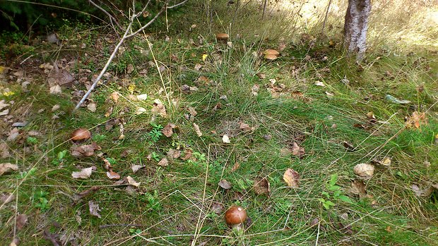 kozák brezový Leccinum scabrum (Bull.) Gray