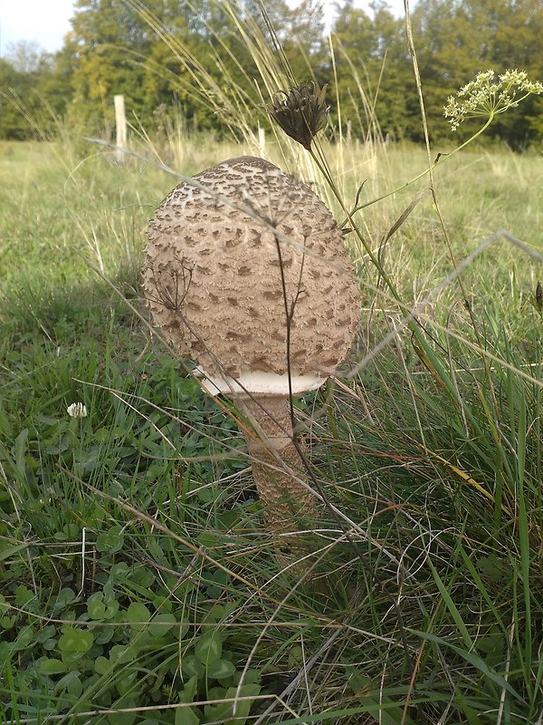 bedľa vysoká Macrolepiota procera (Scop.) Singer