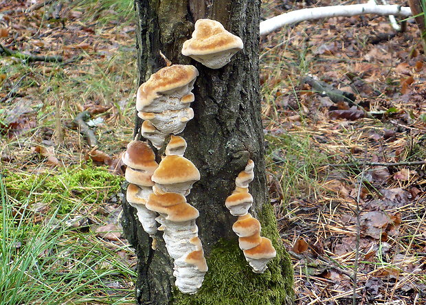 ohňovec Phellinus sp.