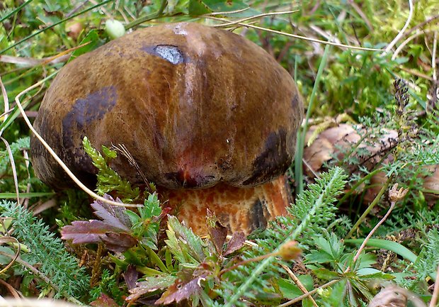 hríb zrnitohlúbikový Sutorius luridiformis (Rostk.) G. Wu & Zhu L. Yang