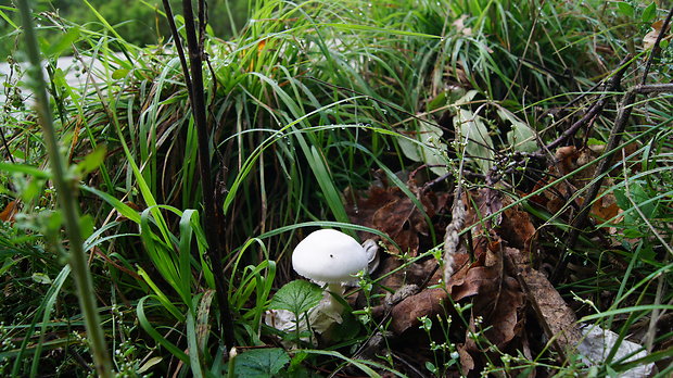 pečiarka Agaricus sp.