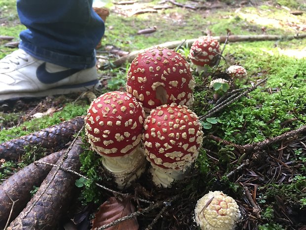 muchotrávka červená Amanita muscaria (L.) Lam.