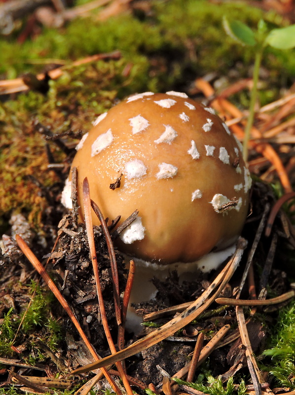 muchotrávka tigrovaná Amanita pantherina (DC.) Krombh.