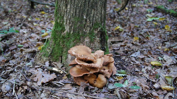 podpňovka bezprsteňová Armillaria socialis (DC.) Fayod