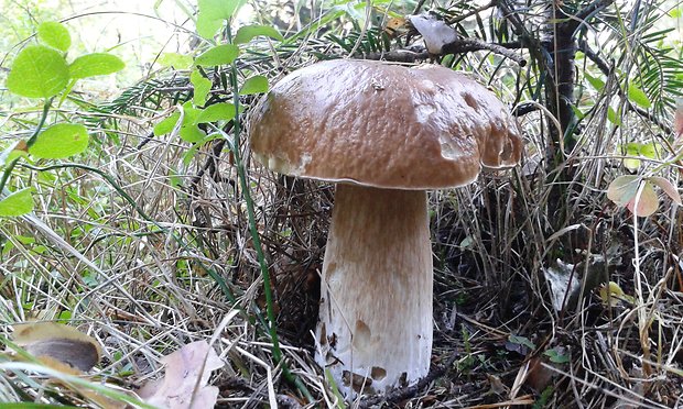 hríb smrekový Boletus edulis Bull.