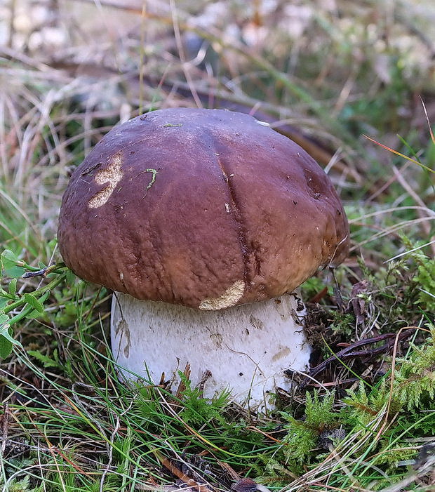 hríb smrekový Boletus edulis Bull.