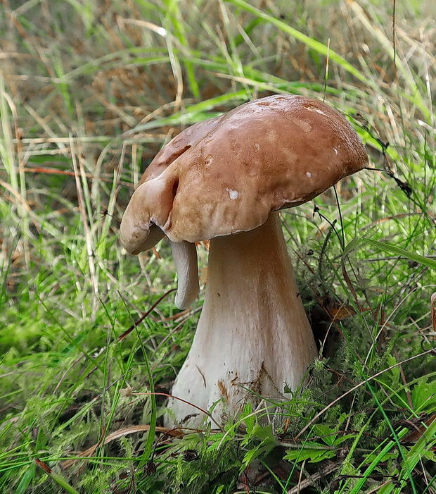 hríb smrekový Boletus edulis Bull.