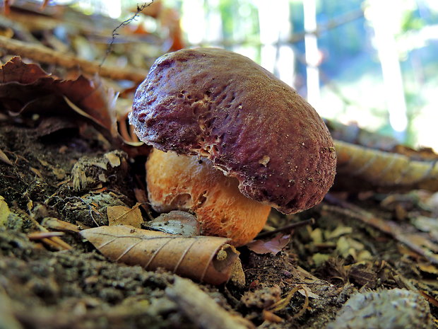 hríb sosnový Boletus pinophilus Pil. et Dermek in Pil.