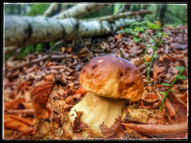 hríb dubový Boletus reticulatus Schaeff.