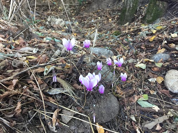 cyklámen Cyclamen coum