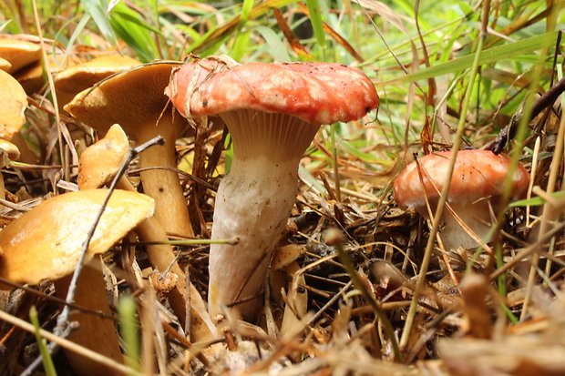 sliziak ružový Gomphidius roseus (Fr.) Oudem.