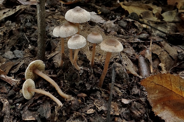 vláknica páperistá Inocybe petiginosa (Fr.) Gillet