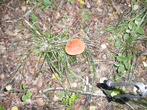 kozák osikový Leccinum albostipitatum den Bakker & Noordel.