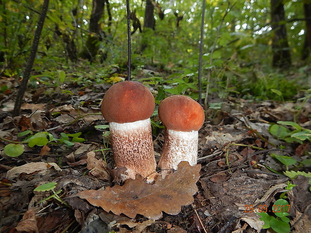 kozák dubový Leccinum aurantiacum (Bull.) Gray